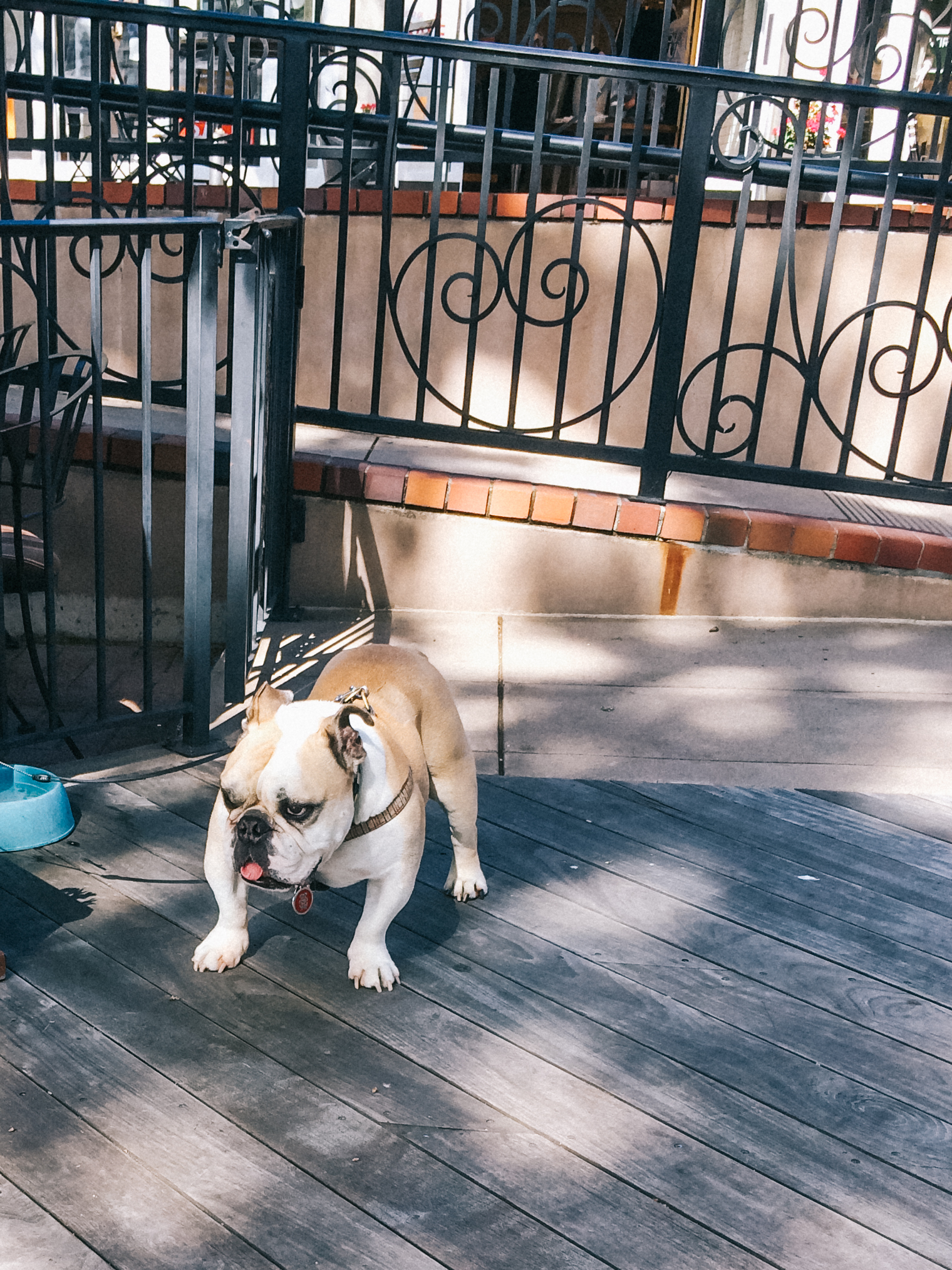 bulldog in los gatos, 2016